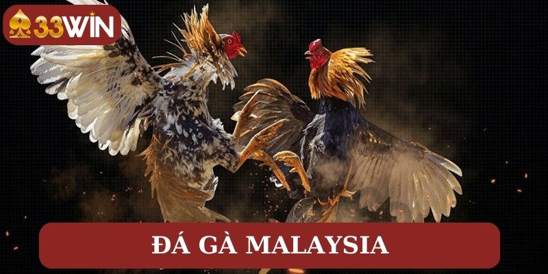 Cách tính điểm trong các trận đá gà Malaysia